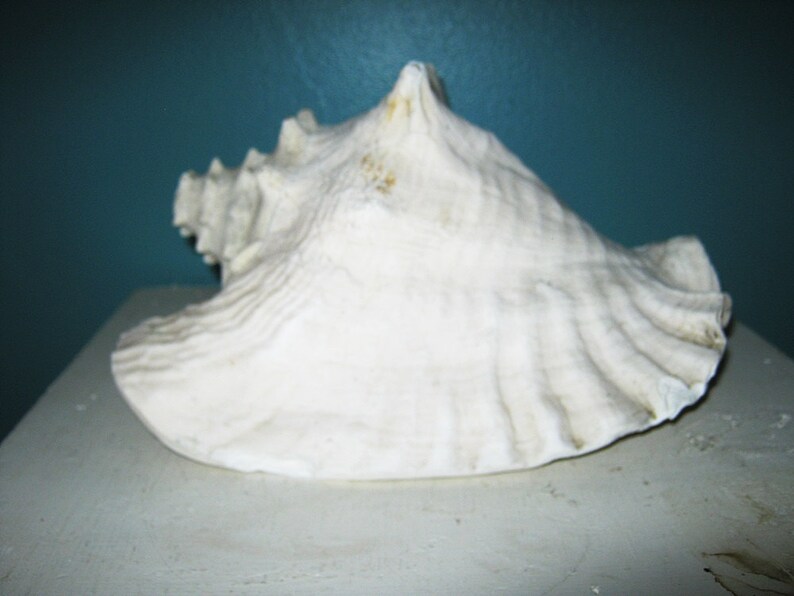 Conch Sea Shell Pale Pink Inside Distress By Nature | Etsy