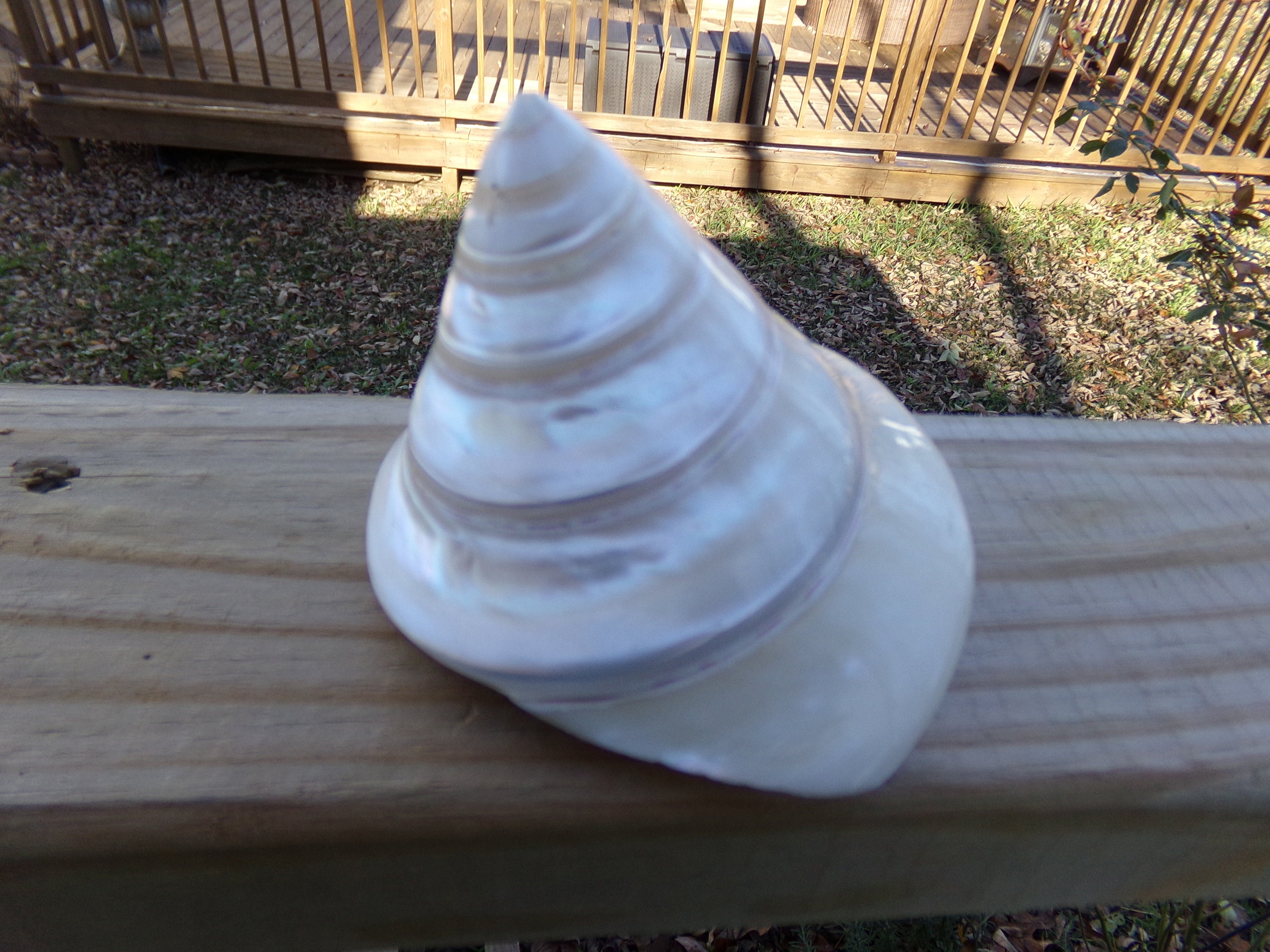 50 Small Natural Spiral Seashell, Spiral Sea Shell Bead, Bulk