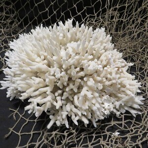 Assorted Real Coral Pieces-Coral Bulk-Beach Coral Supplies-Beach Wedding  Decor-Natural Sea Life Decor-Nautical Home Decorations-Coral Pieces