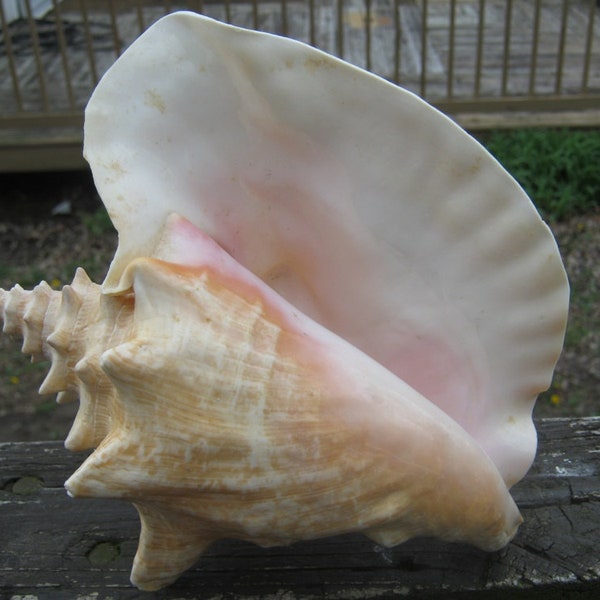 Large Conch Shell, 8 Inches Long, 7 Inches Tall, Pink Inside, Ocean Seashell, Non Harvested, Very Clean, Shaped, Wedding Decor, Beach Decor