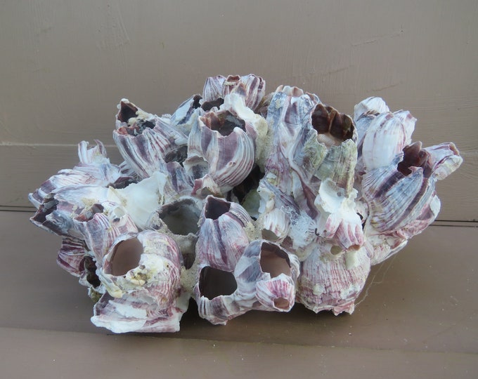 Beautiful Display Barnacles, Lavender and White, 9 1/2 by 6 1/2 Inches