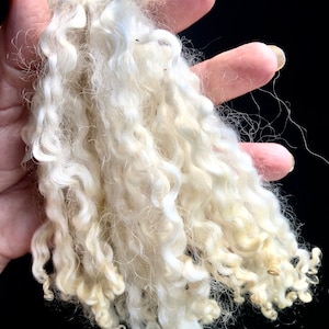 Silky Wensleydale lamb curly locks, hand washed and hand pulled, Pristine, beautiful locks 4 6 long, 1/2 ounce, no vm, felting, prime image 3