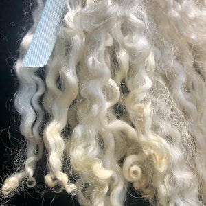 Silky Wensleydale lamb curly locks, hand washed and hand pulled, Pristine, beautiful locks 4 6 long, 1/2 ounce, no vm, felting, prime image 6