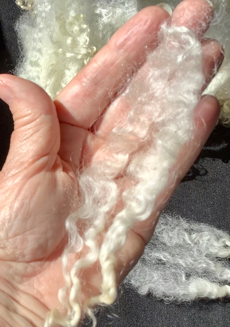 Zijdezachte, glanzende Leicester-langwolfleece, 500 gram met de hand gewassen, individuele krullen met de hand getrokken, ongerepte lokken van 10 tot 15 cm lang, geen vm, perfect afbeelding 2