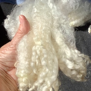 Silky, shiny Leicester longwool fleece, 2 ounces of hand washed,individual curls hand pulled, pristine locks 4 6 long, no vm, perfect image 4