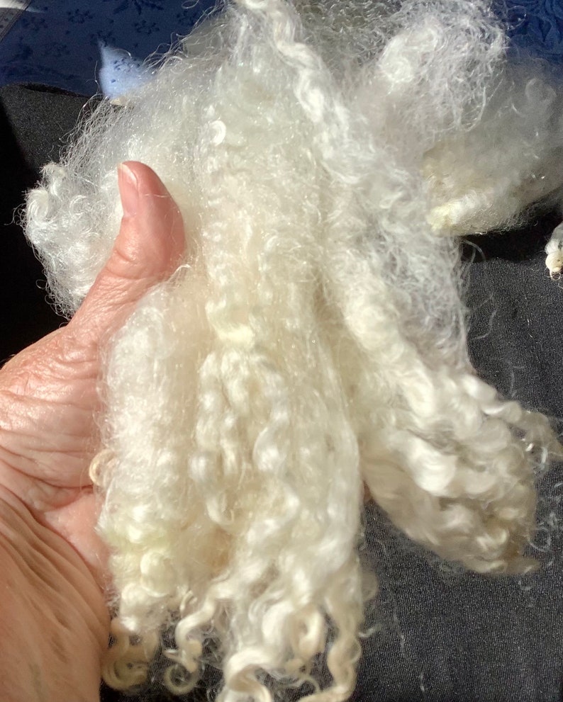 Silky, shiny Leicester longwool fleece, 2 ounces of hand washed,individual curls hand pulled, pristine locks 4 6 long, no vm, perfect image 4