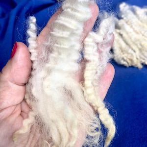 Silky Romney lamb fleece, high shine pristine 5”-6” locks,  hand washed and hand pulled curls, pristine and perfect  locks, 2 ounces, prime