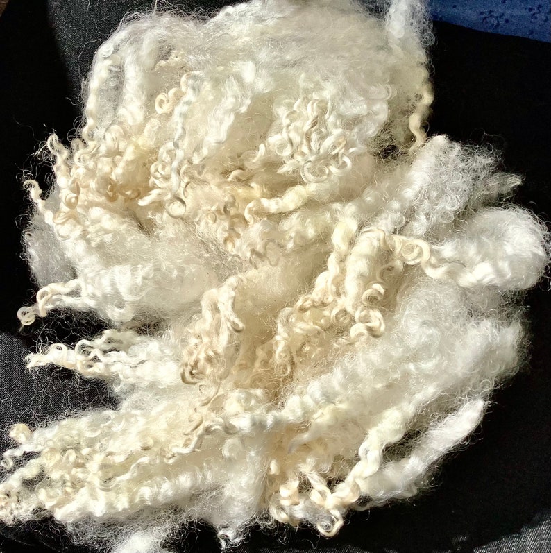 Silky, shiny Leicester longwool fleece, 2 ounces of hand washed,individual curls hand pulled, pristine locks 4 6 long, no vm, perfect image 1