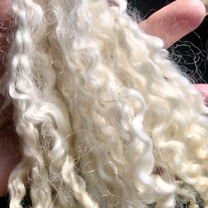 Silky Wensleydale lamb curly locks, hand washed and hand pulled, Pristine, beautiful locks 4 6 long, 1/2 ounce, no vm, felting, prime image 5