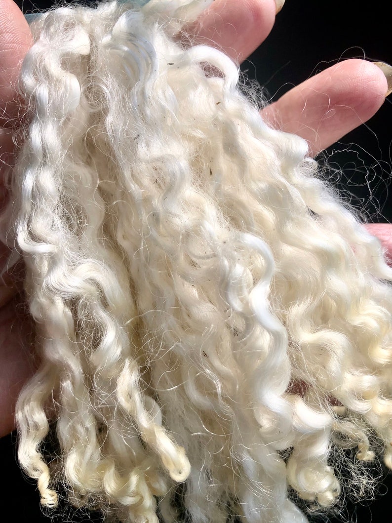 Silky Wensleydale lamb curly locks, hand washed and hand pulled, Pristine, beautiful locks 4 6 long, 1/2 ounce, no vm, felting, prime image 5