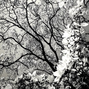 Magnolia Majestique Black and White Nature Photography by Susan Maxwell Schmidt