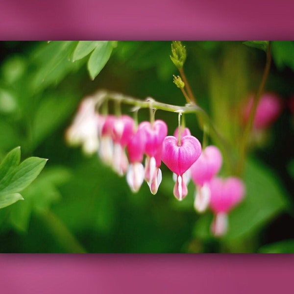 Bleeding Heart Flowers in Shade Garden Metal or Unframed Giclée Floral Close-Up Macro Photography Wall Art Print in Pink, Green & White