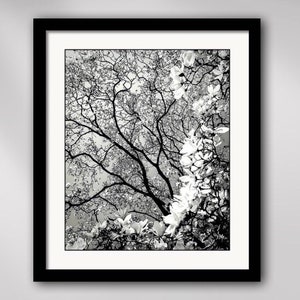 Magnolia Majestique Matted and Framed Black and White Nature Photography by Susan Maxwell Schmidt