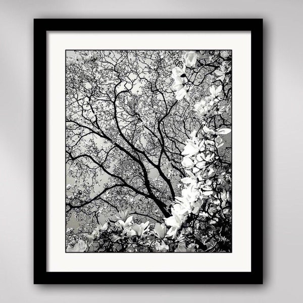 Flowering Magnolia Tree Framed Botanical Garden Nature Photography Giclée Wall Art Print in Black & White 18.5" - Susan Maxwell Schmidt