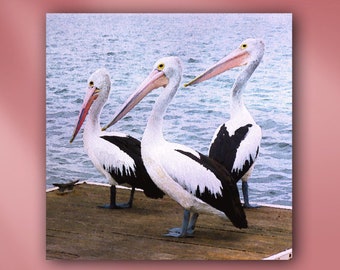 Australian Pelicans on Dock Stretched Canvas or Unframed Watercolor Wildlife Portrait Giclée Wall Art Print in Black, White & Blue