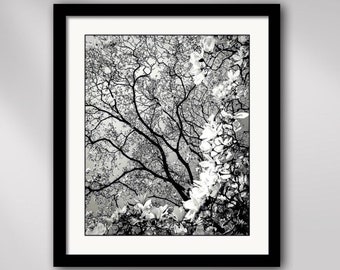 Flowering Magnolia Tree Framed Botanical Garden Nature Photography Giclée Wall Art Print in Black & White 18.5" - Susan Maxwell Schmidt