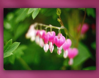 Bleeding Heart Flowers in Shade Garden Metal or Unframed Giclée Floral Close-Up Macro Photography Wall Art Print in Pink, Green & White
