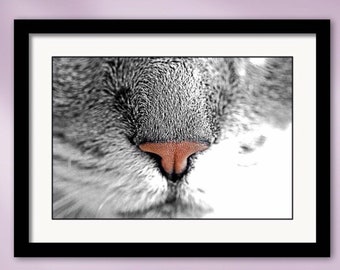 Pink Cat Nose Framed Pet Portrait Macro Photography Giclée Wall Art Print in Black & White Selective Color 18.5" - Susan Maxwell Schmidt