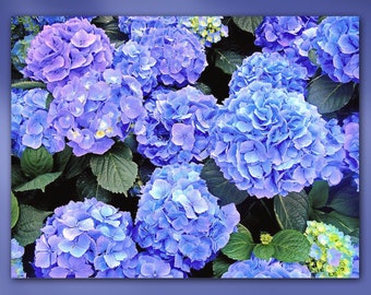 Hydrangea Flowers Stretched Canvas or Unframed Giclée Botanical Garden Photography Wall Art Print in Periwinkle Blue & Green