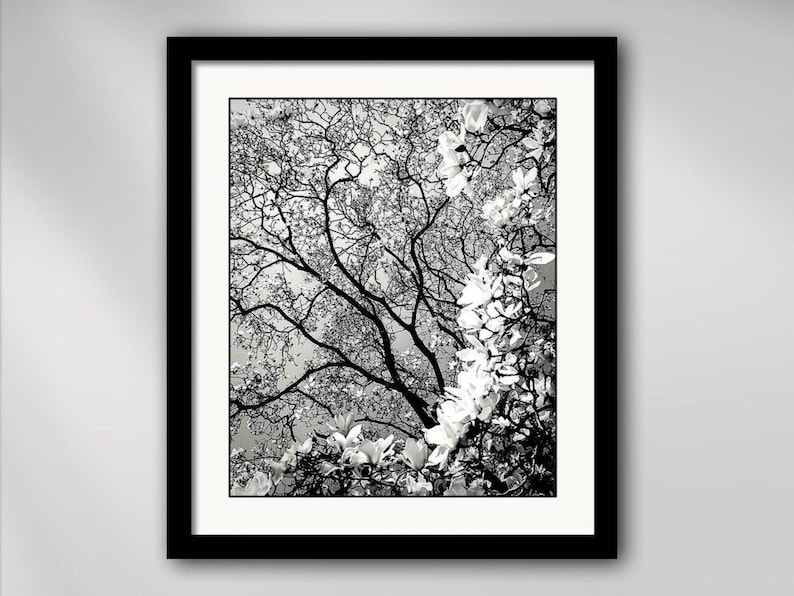 Magnolia Majestique Matted and Framed Black and White Nature Photography by Susan Maxwell Schmidt