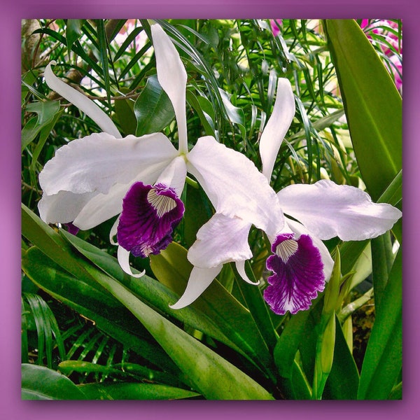 Tropical Cattleya Orchid Flower Stretched Canvas or Unframed Giclée Floral Nature Photography Wall Art Print in Green, Purple & White