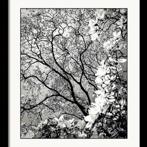 Magnolia Majestique Matted and Framed Black and White Nature Photography by Susan Maxwell Schmidt