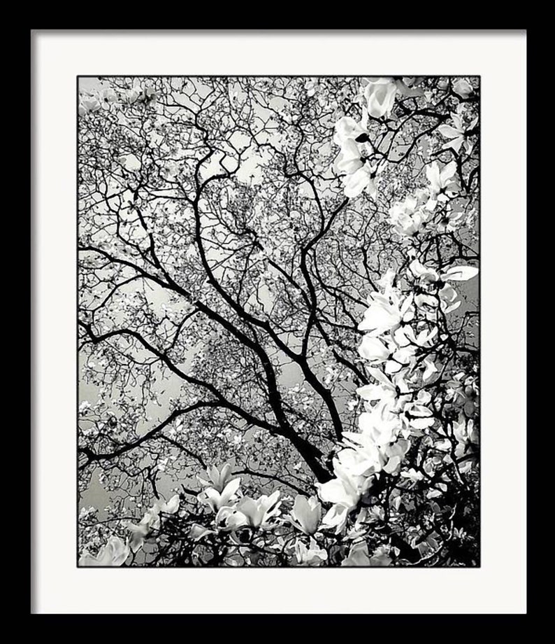 Magnolia Majestique Matted and Framed Black and White Nature Photography by Susan Maxwell Schmidt