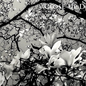 Detail of Magnolia Majestique Black and White Nature Photography by Susan Maxwell Schmidt