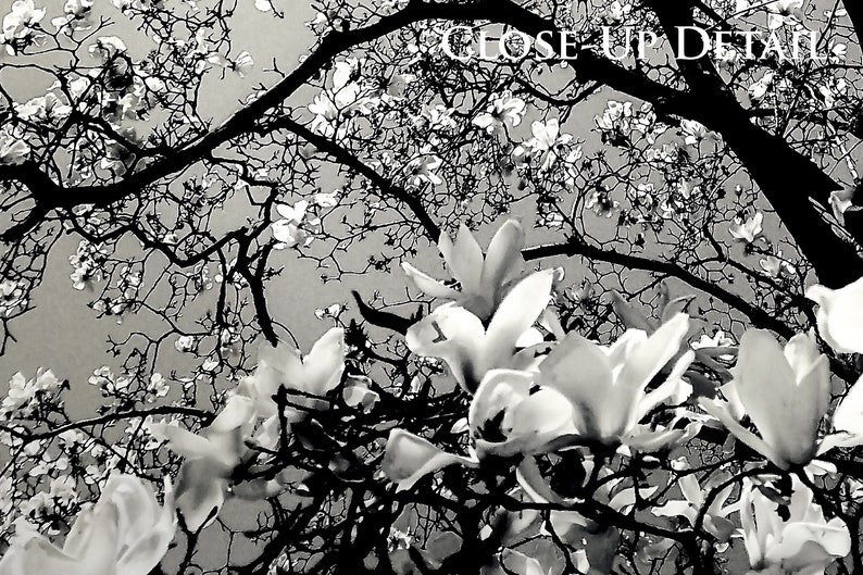 Detail of Magnolia Majestique Black and White Nature Photography by Susan Maxwell Schmidt