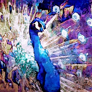 Royal Peacock Art Print by Susan Maxwell Schmidt