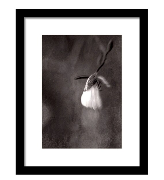 Melancholy Surreal Botanical Wall Art Framed Black White Image 0