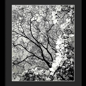 Magnolia Majestique Matted and Framed Black and White Nature Photography by Susan Maxwell Schmidt