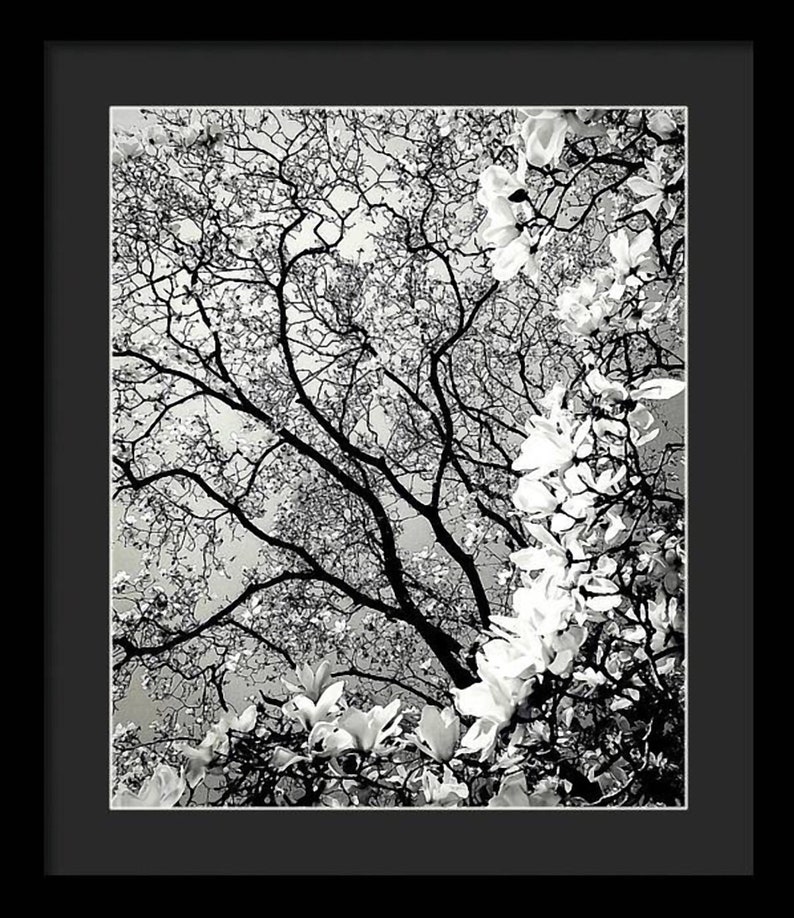 Magnolia Majestique Matted and Framed Black and White Nature Photography by Susan Maxwell Schmidt