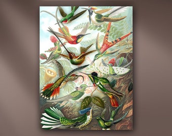 3-D Hummingbirds Stretched Canvas or Unframed Remixed Vintage Ernst Haeckel Wildlife Illustration Giclée Art Print in Green, Red & Brown