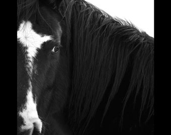 Horse Photography, Black and White Photography, Horse Print, Horse Decor, Wild Horses Photo, Horse Art, Horse Wall Art, Canvas Horse Print,