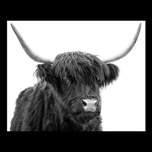 Highland Cow Print, Cow Photography Print, Fuzzy Cow Printable, Farm Animal Wall Art, Modern Farmhouse Decor, Cow Wall Art Decor