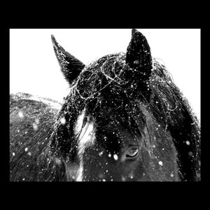 Horse Photography Horse Canvas Wall Art Horse Canvas Home Decor Horse Prints Black and White Prints Wild Horse Prints Photo Art Wall Art