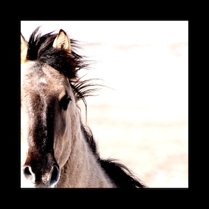 Horse Photography Horse Canvas Wall Art Horse Canvas Home Decor Horse Prints Black and White Prints Wild Horse Prints Photo Art Wall Art