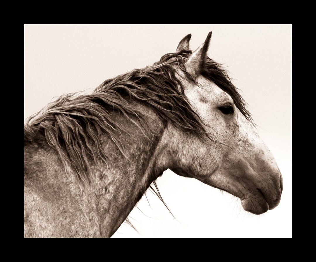 Fine Art Wild Horse Prints, Black and White Wild Horse Photo, Desert ...