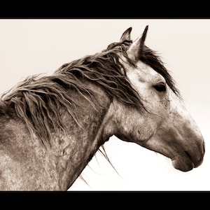 Fine Art Wild Horse Prints, Black and White Wild Horse Photo, Desert Horse Art, Horse Decor, Horse Lover, Horse Print Canvas Wall Art
