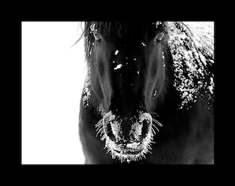 Horse Print, Black and White Horse Photo, Wild Horse Print, Horse Print, Rustic Horse Art Prints, Horse Lover, Canvas Horse Art, Horse Art