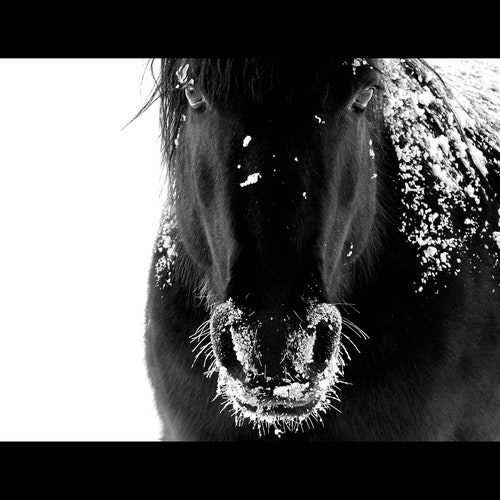 Black and White Horse Canvas Wall Art Noble Horse Canvas Etsy