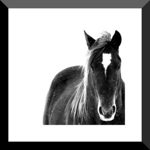 Wild Horse Photography, Black and White Horse Wall Art, Canvas Wall Decor, Gift For Horse Lover