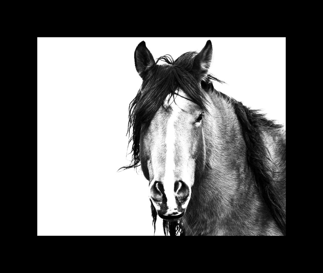Horse Photography, Horse Art, Black and White Horse Print, Wild Horse