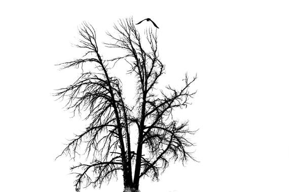 Minimalistische Schwarz Weiss Fotografie Natur Landschaft Etsy