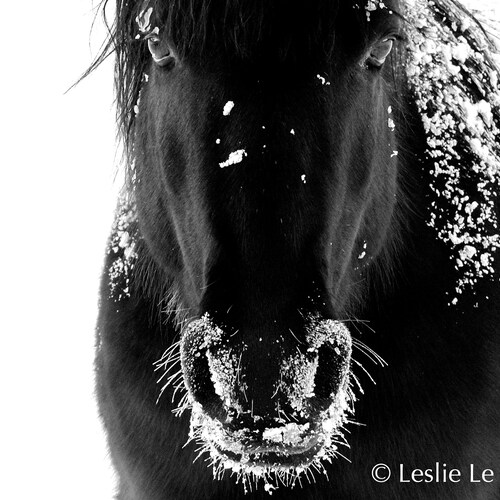 Horse Photography Black and White Horse Photography Fine Art Etsy