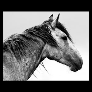Wild Horse Photography, Black And White Photography, Horse Wall Art, Modern Farmhouse Decor,Large Horse Poster Prints