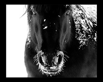 Horse Photography Horse Canvas Wall Art Horse Canvas Home Decor Horse Prints Black and White Prints Wild Horse Prints Photo Art Wall Art