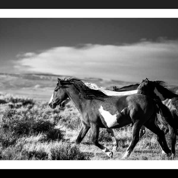 Black and White Prints of Horse Etsy
