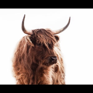Highland Cow Print, Highland Cow Canvas Wall Art, Highland Cow Photography, Fuzzy Cow Prints, Farm House Cow Decor, Farm Animal Prints, Art